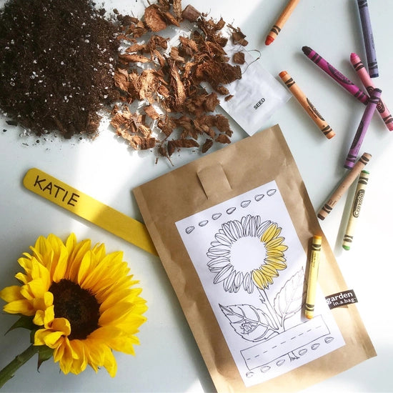 Kids Garden in a Bag - Mini Sunflower