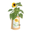 Sunflower Garden in a Bag Kit