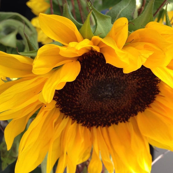 Sunflower Garden in a Bag Kit